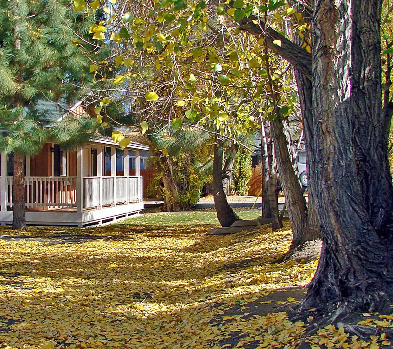 Illustrative before view for Fall Leaf Cleanup