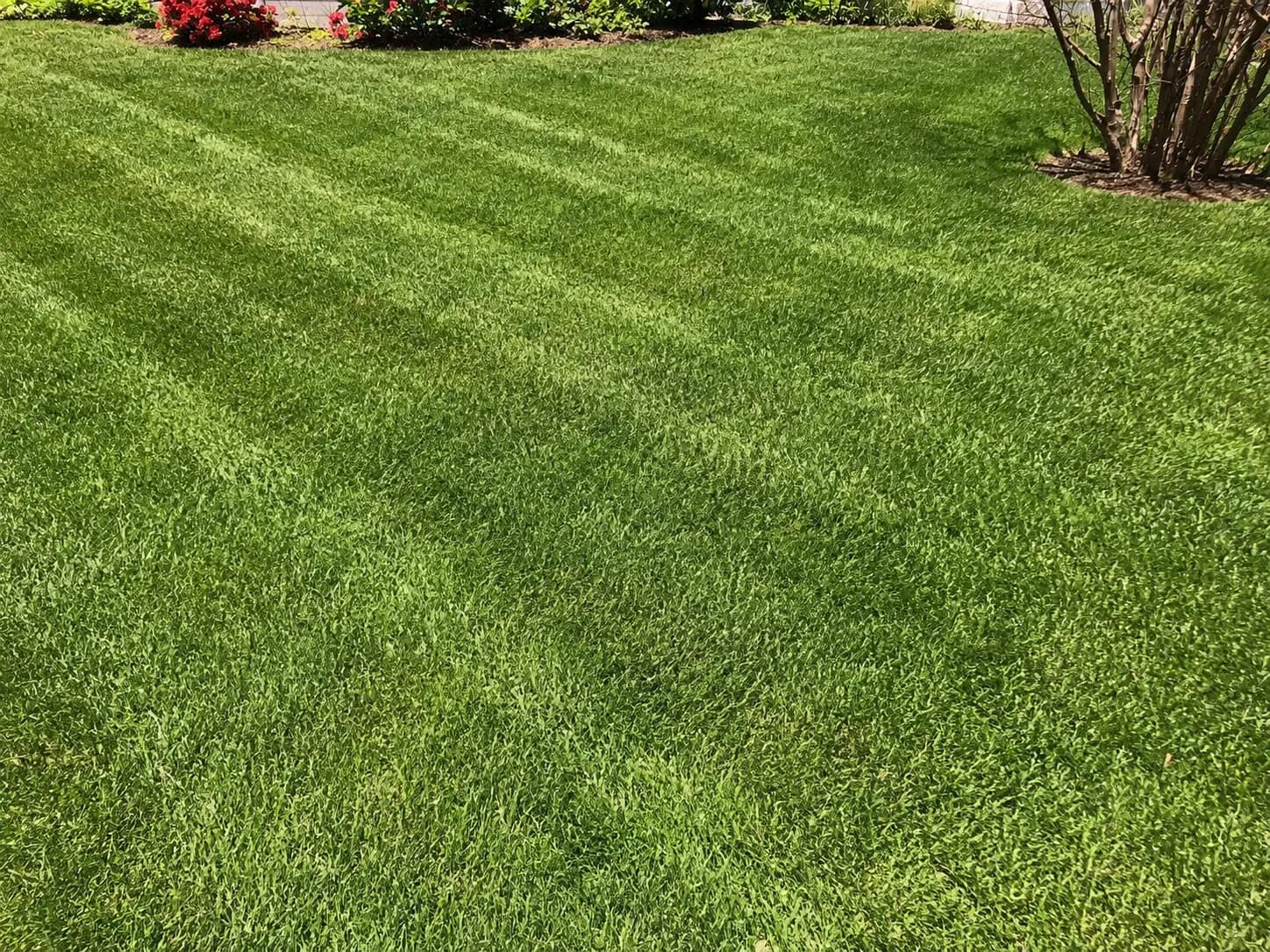 AI-created illustrative after view for Overgrown Lawn Reset