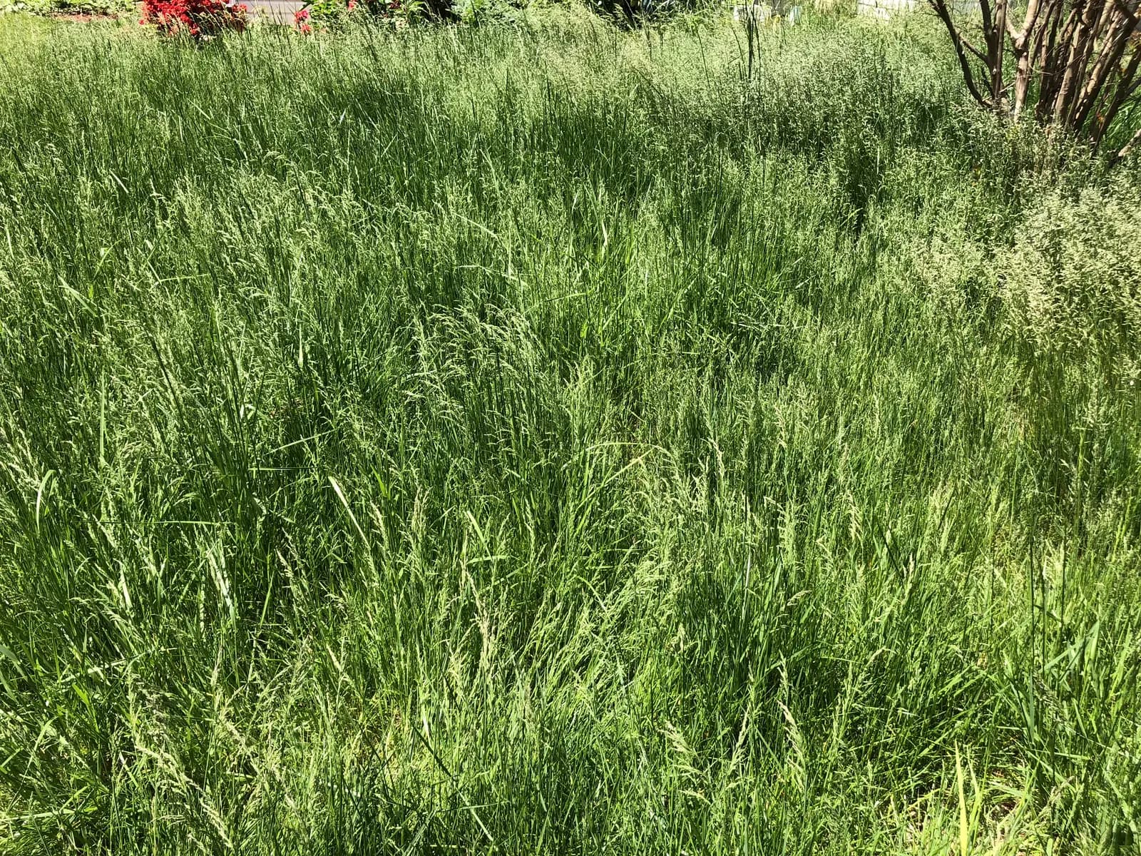 Illustrative before view for Overgrown Lawn Reset